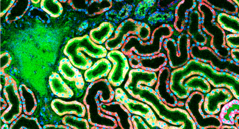 Mikroskopaufnahme von Epithelzellen der Niere